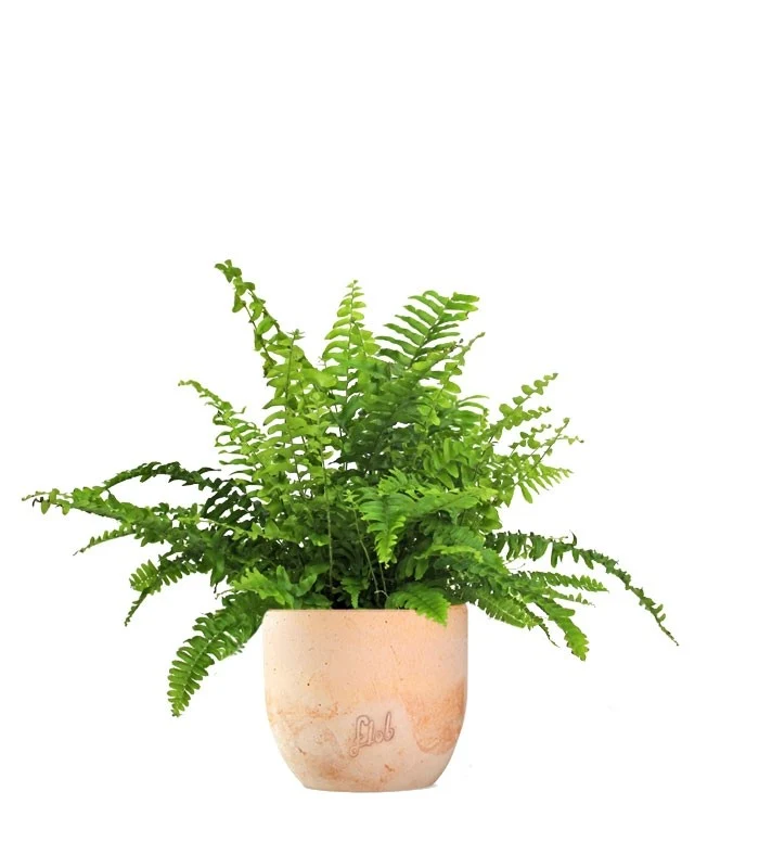 Felce Nephrolepis Obliterata