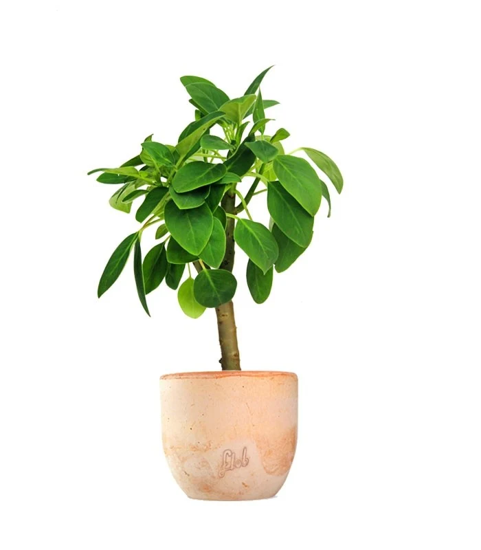 Peperomia Velvetree