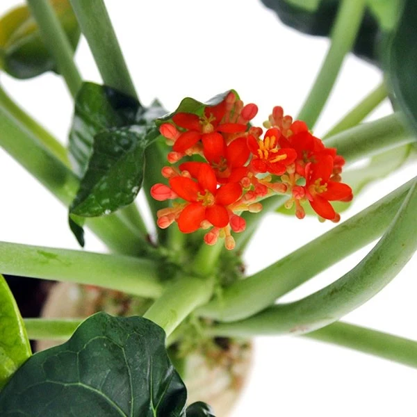 Jatropha podagrica
