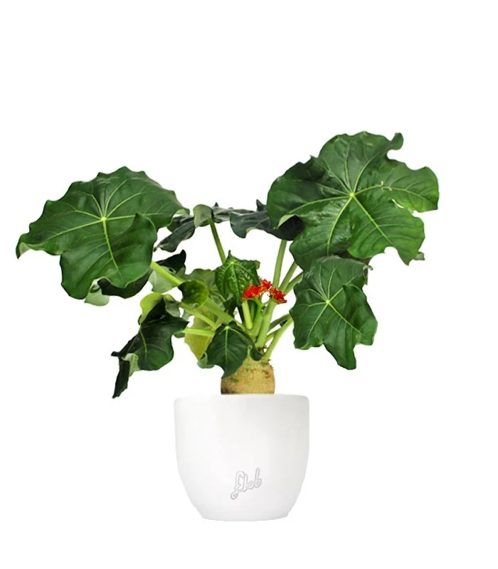 Jatropha podagrica