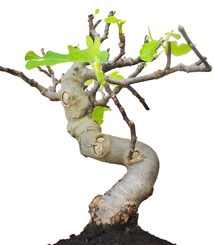 Ficus Carica Esemplare 4. 15 anni