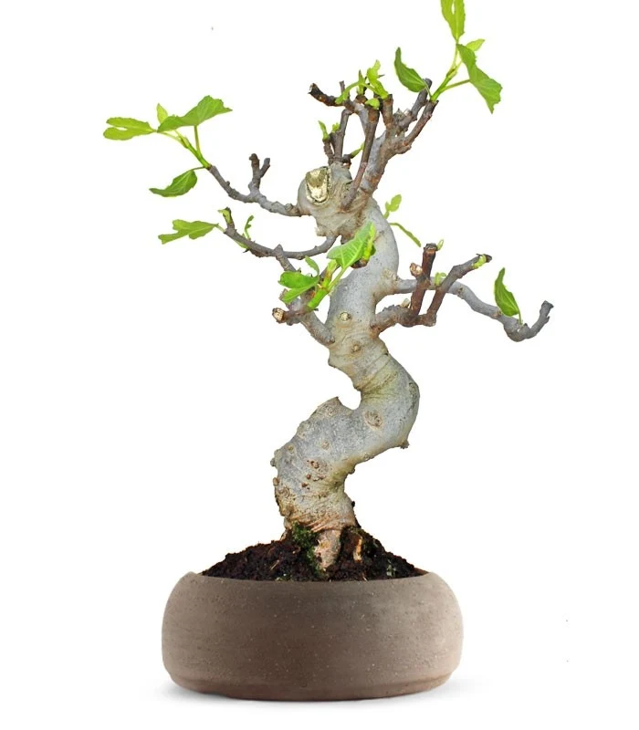 Ficus Carica Esemplare 3. 15 anni