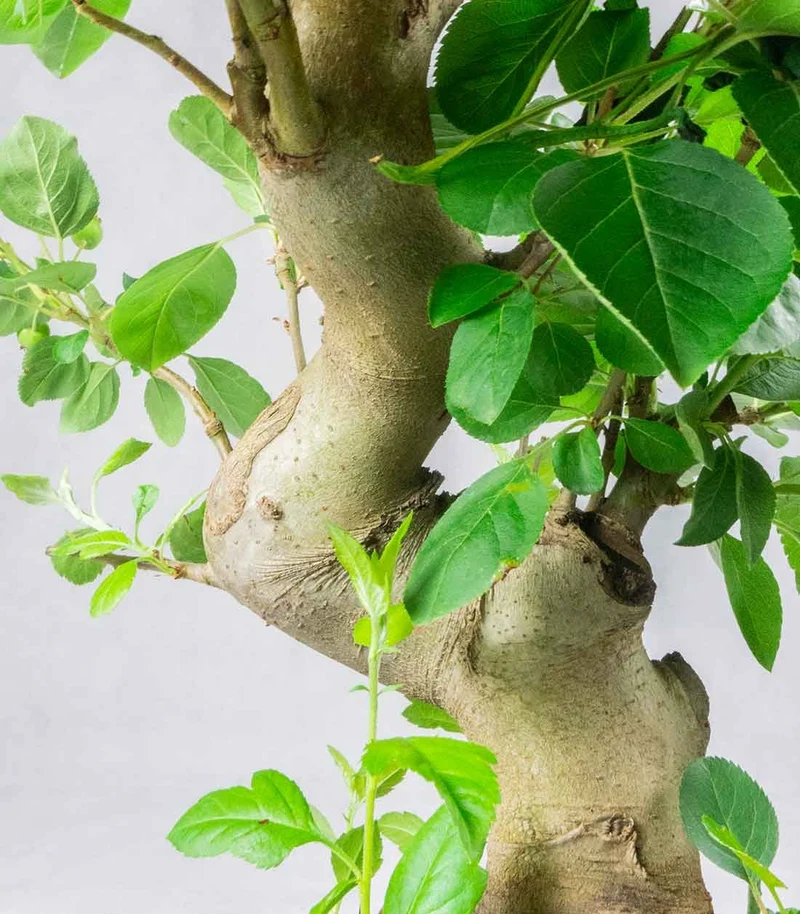 Melo bonsai