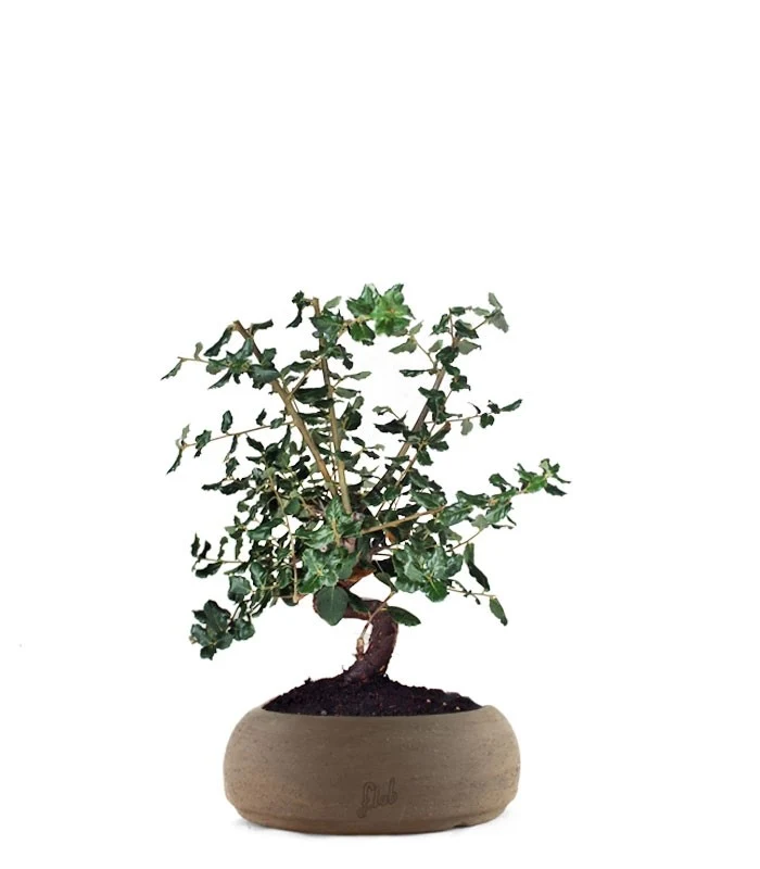 Quercia sughera impalcata