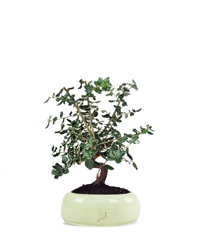 Quercia sughera impalcata