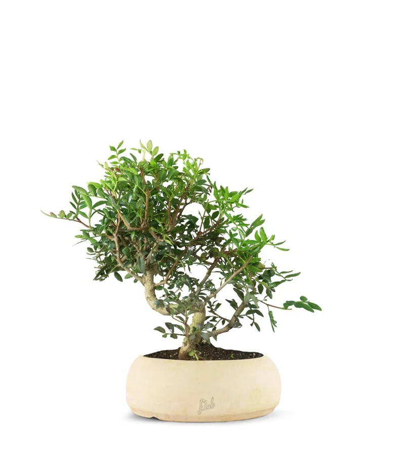 Pistacia Lentisco
