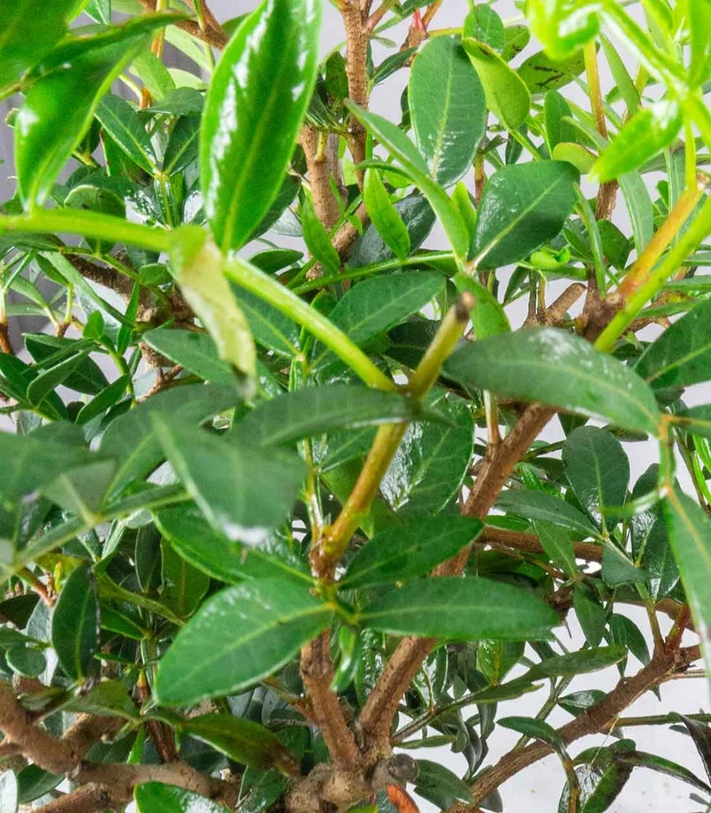 Pistacia Lentisco