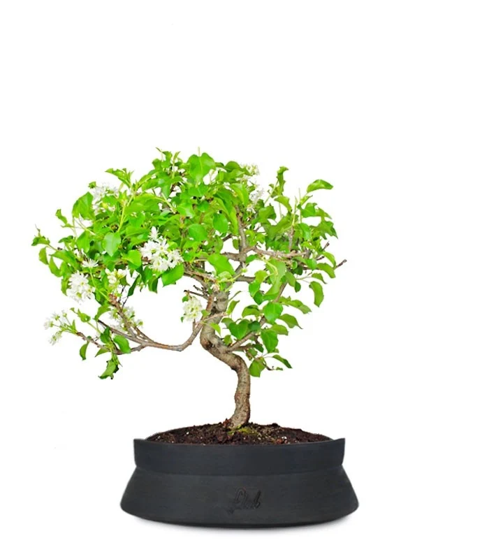 Ciliegio Canino | Prunus Mahaleb impalcato