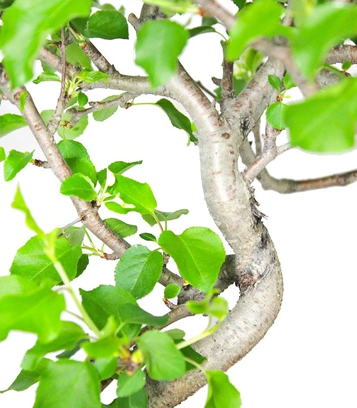 Ciliegio Canino | Prunus Mahaleb impalcato