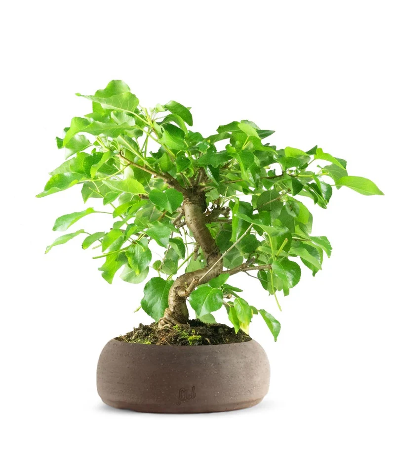 Prunus mahaleb