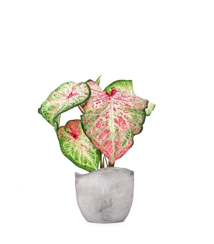 Caladium Picturatum