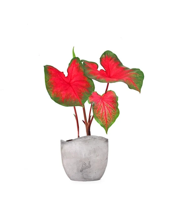 Caladium bicolor