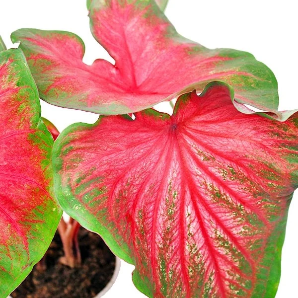 Caladium bicolor