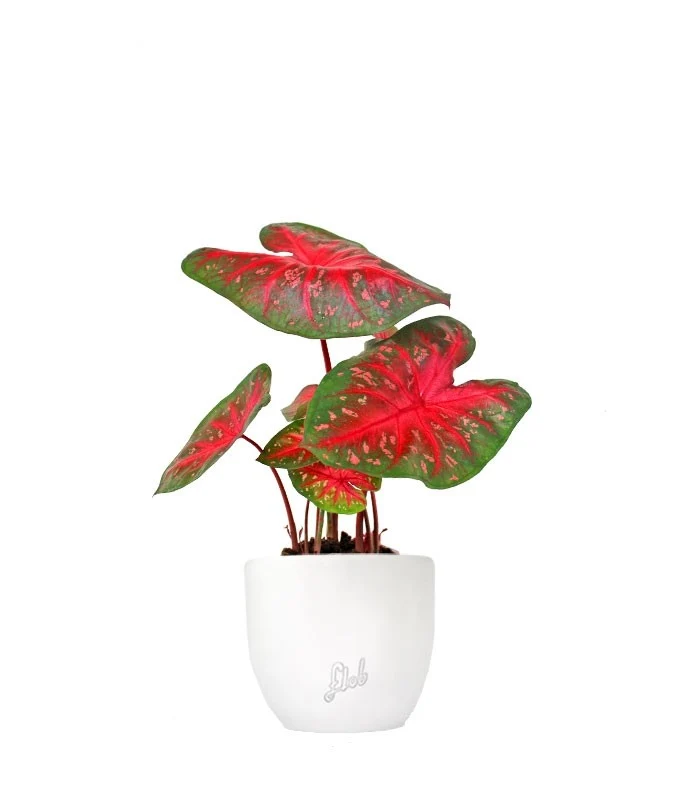 Caladium "Red Flash"