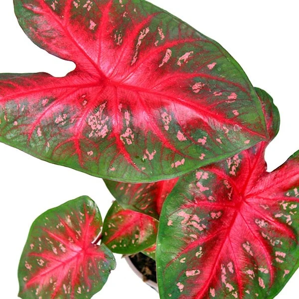 Caladium "Red Flash"