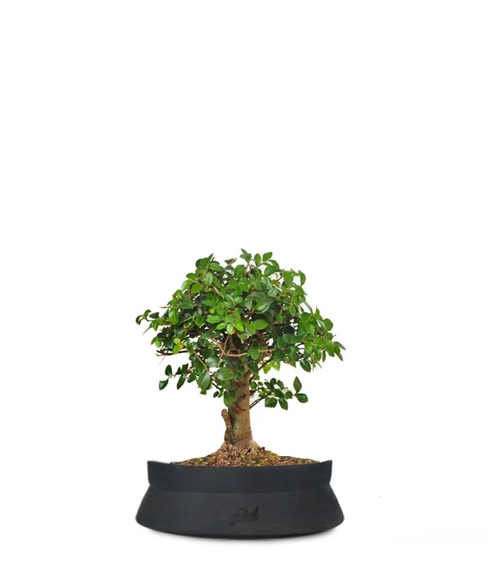 Olmo zelkova alberello