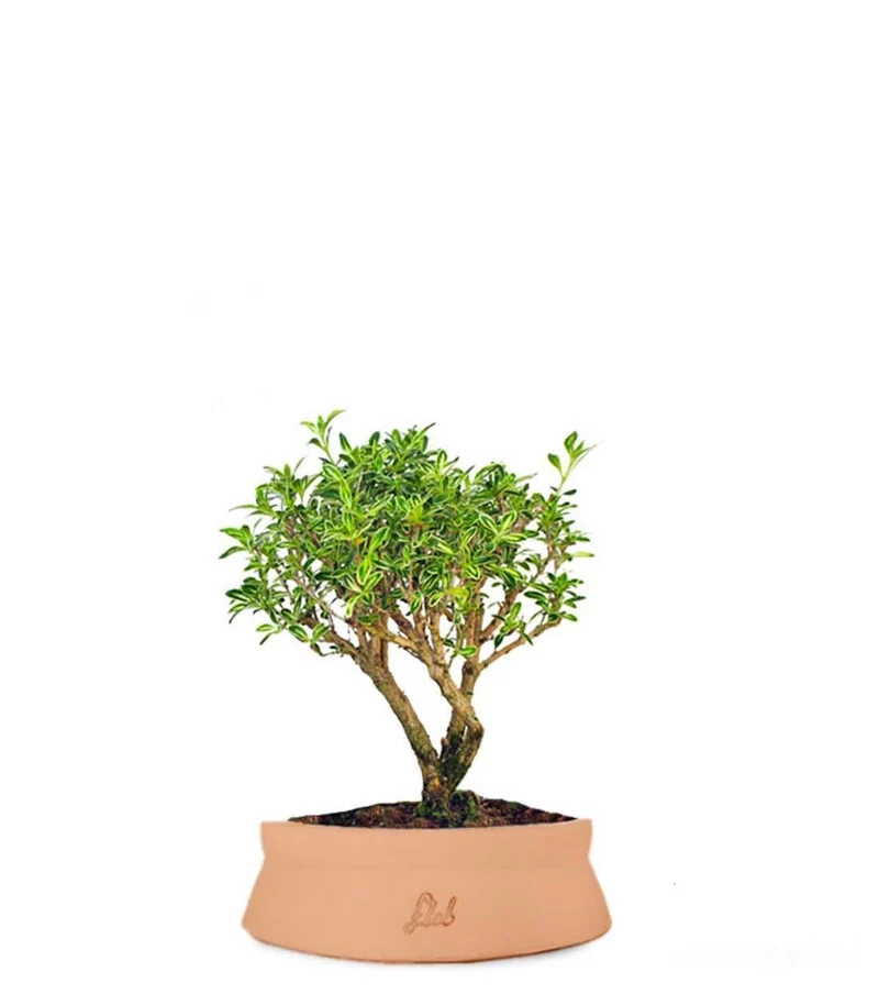 Serissa Variegata Bonsai
