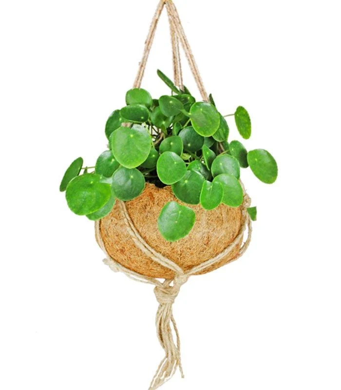 Pilea in fibra di cocco XL