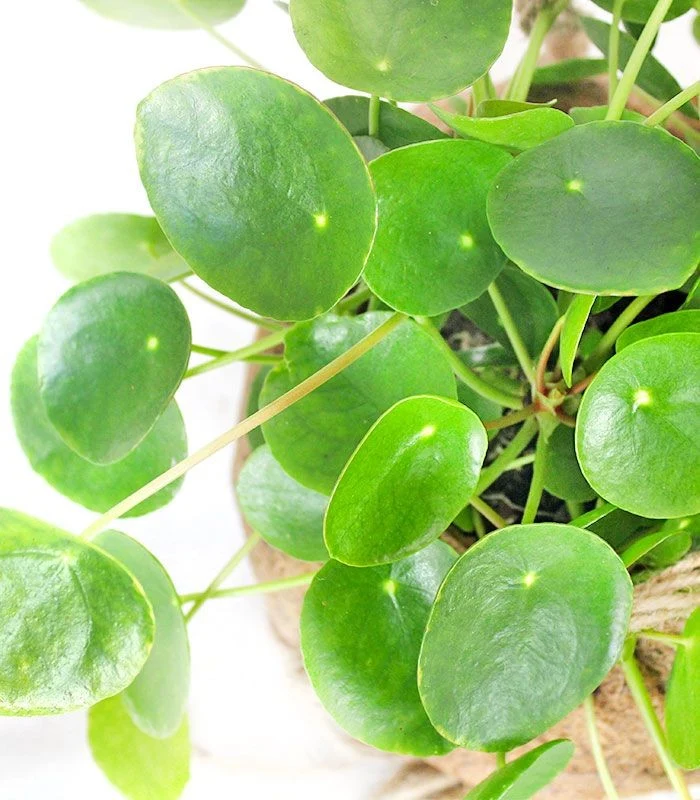 Pilea in fibra di cocco XL