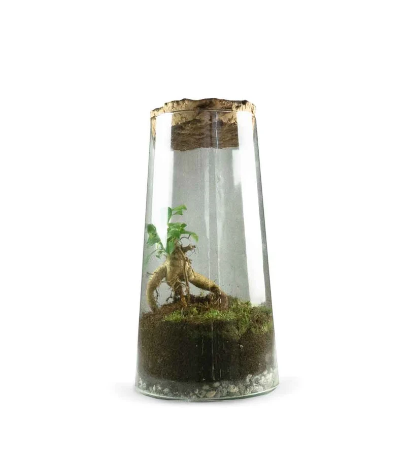 Ficus Ginseng in terrarium