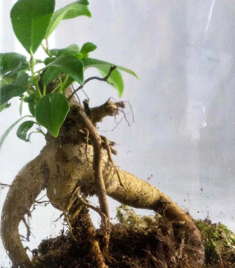 Ficus Ginseng in terrarium