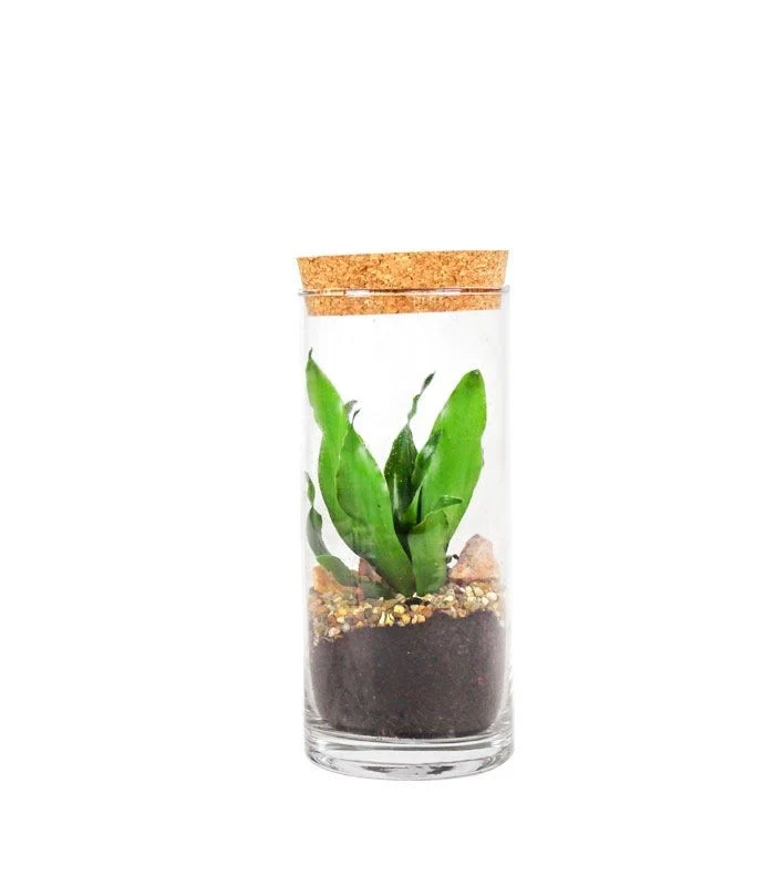 Dracena in terrarium