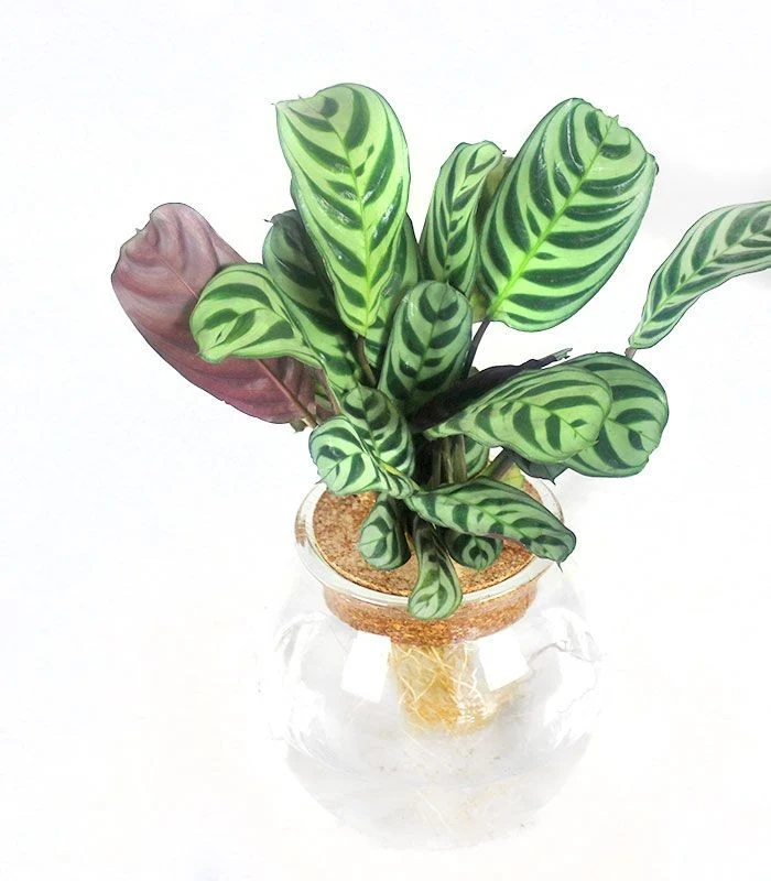 Calathea idroponica in vetro sfera