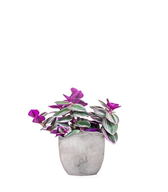 Tradescantia nanouk