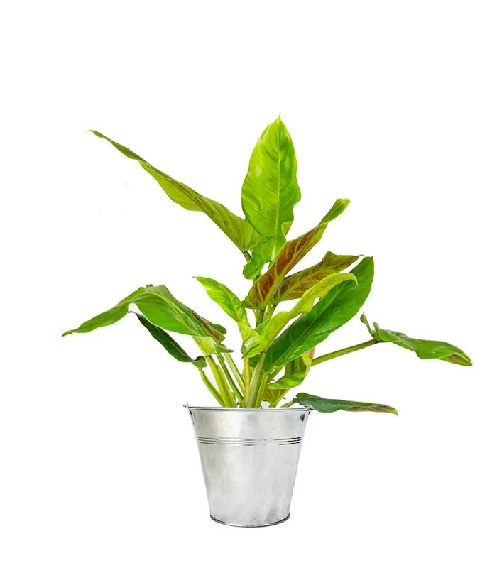 Filodendro Subhastatum