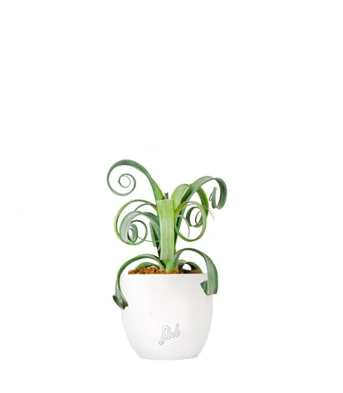 Tillandsia arricciata