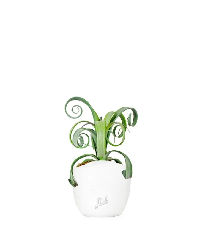 Tillandsia arricciata