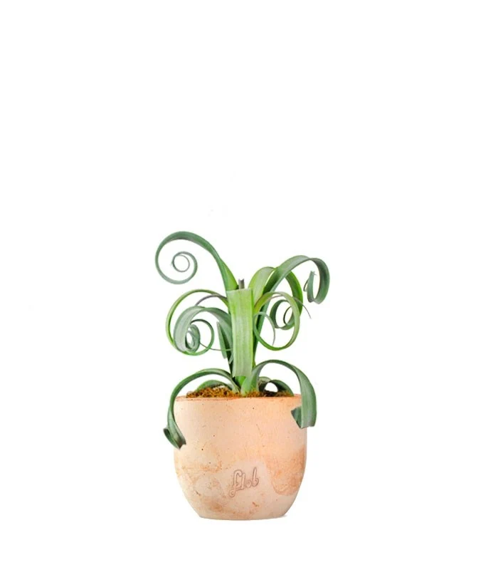 Tillandsia arricciata