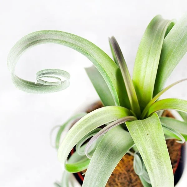 Tillandsia arricciata