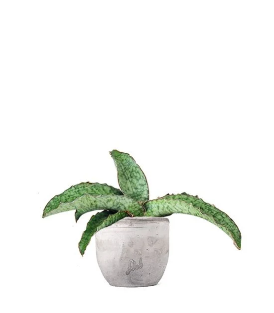 Sansevieria kirkii 'Silver Blue'
