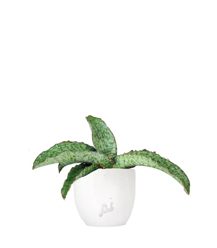 Sansevieria kirkii 'Silver Blue'
