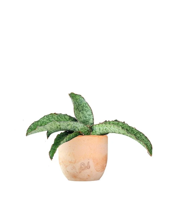 Sansevieria kirkii 'Silver Blue'