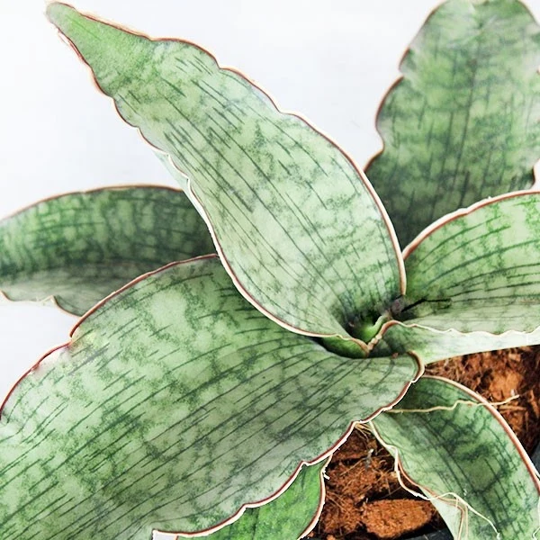 Sansevieria kirkii 'Silver Blue'