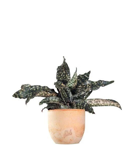 Sansevieria kirkii