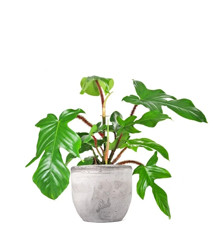Filodendro squamiferum