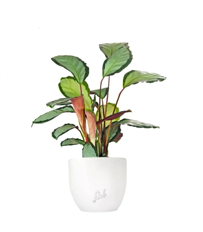 Calathea picturata 'Argentea'