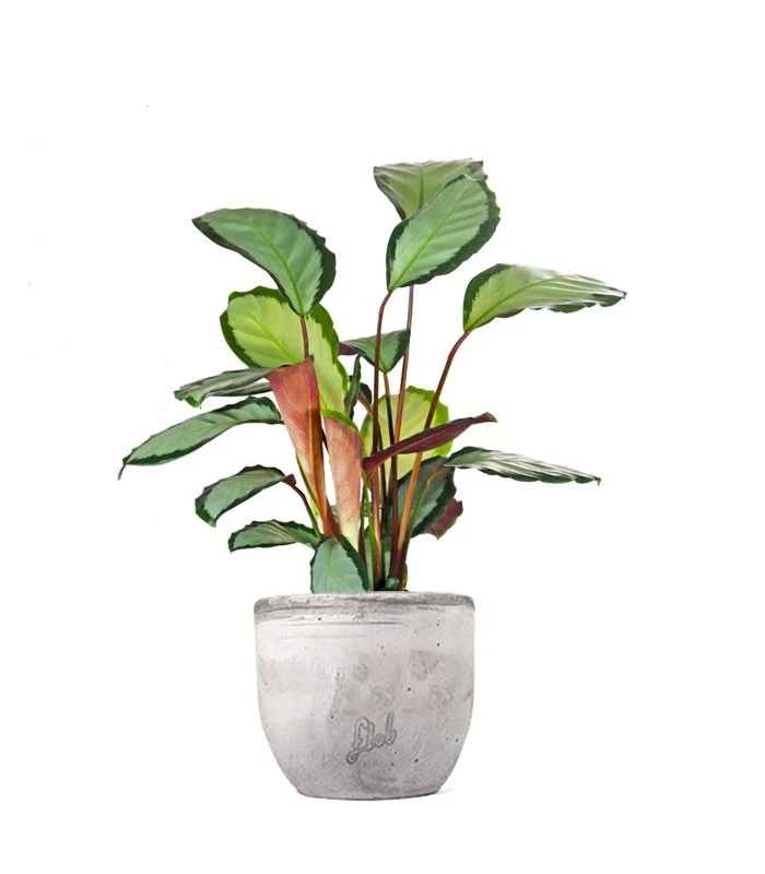 Calathea picturata 'Argentea'