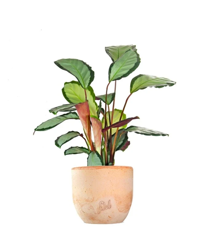 Calathea picturata 'Argentea'