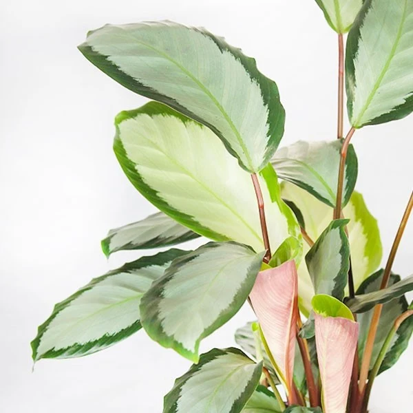 Calathea picturata 'Argentea'