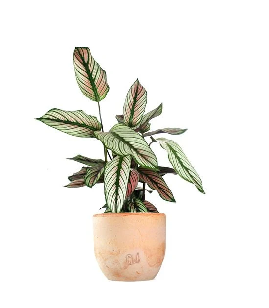 Calathea majestica 'Whitestar'