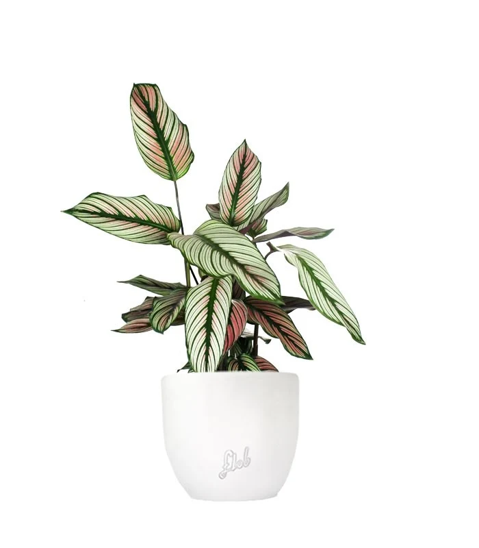Calathea majestica 'Whitestar'