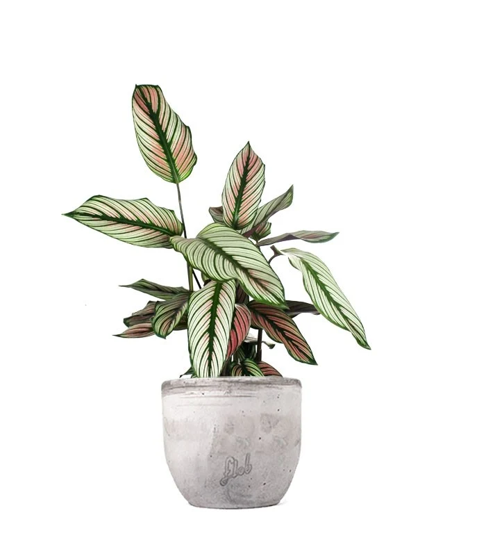 Calathea majestica 'Whitestar'