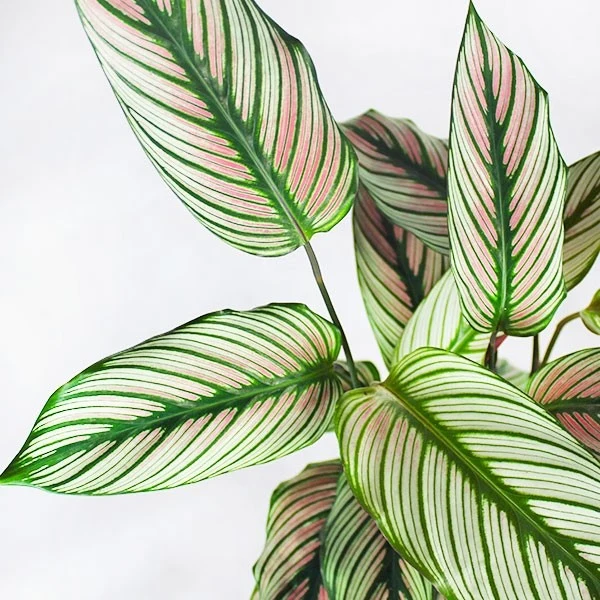 Calathea majestica 'Whitestar'