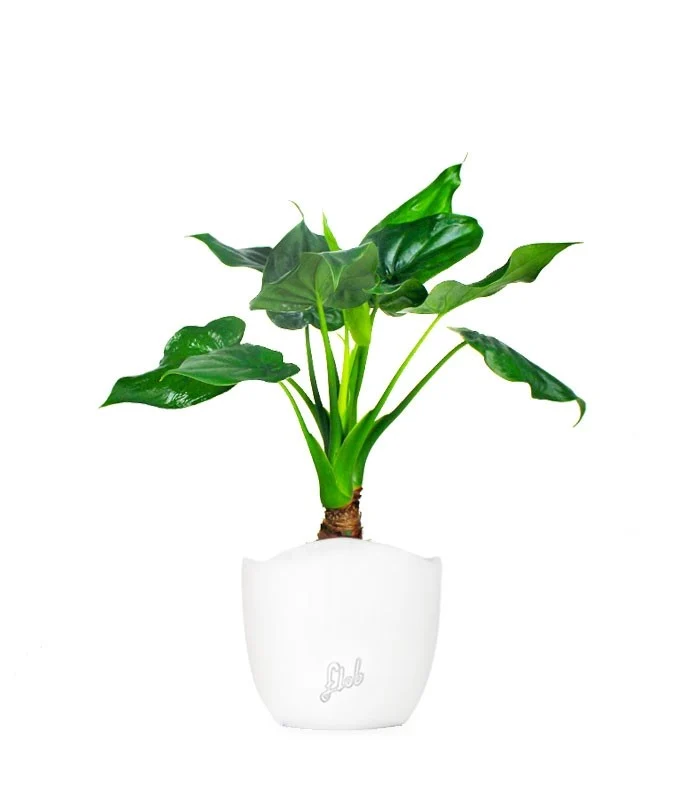 Alocasia cucullata