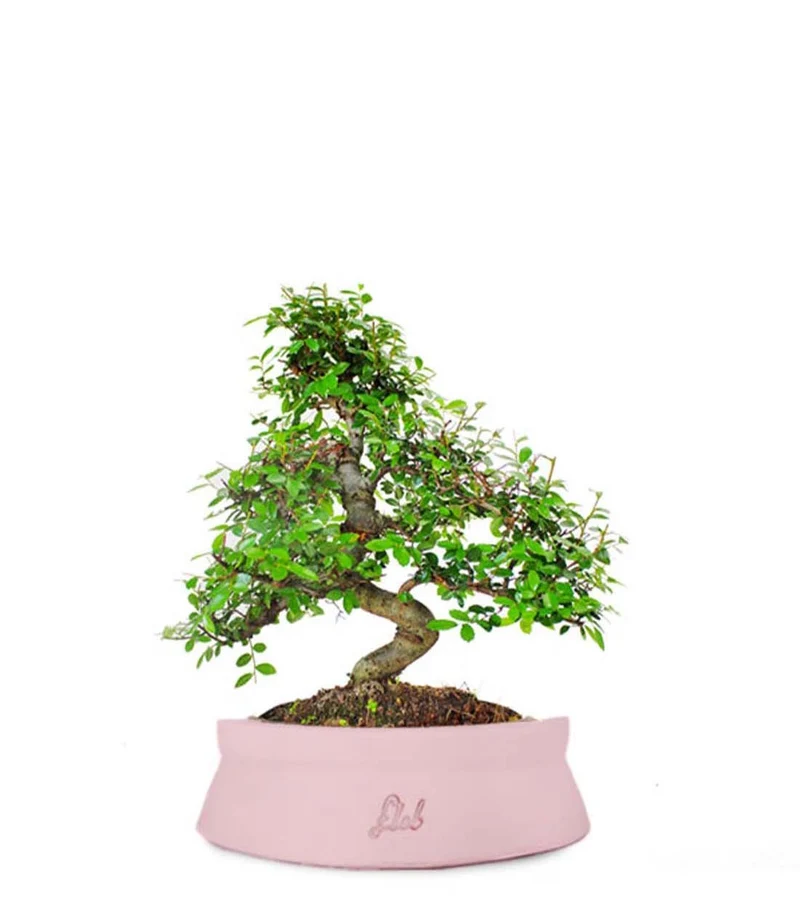 Olmo bonsai M