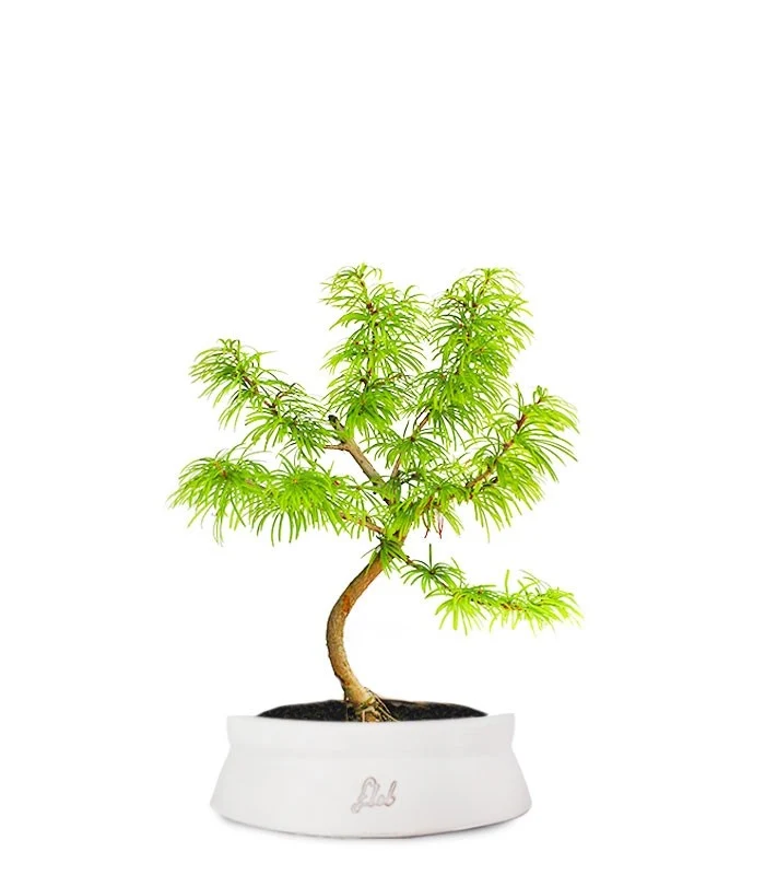 Pseudolarix S